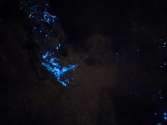 Noctiluca scintillans