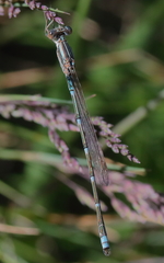 Austrolestes aridus