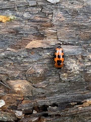 Episcaphula australis