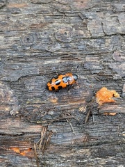 Episcaphula australis