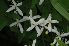Clematis chinensis tatushanensis