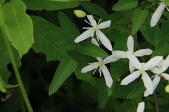 Clematis chinensis tatushanensis