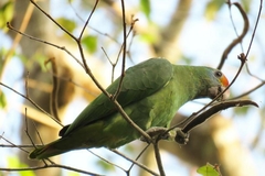 Amazona rhodocorytha