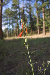 Penstemon barbatus torreyi