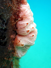Aplidium opacum