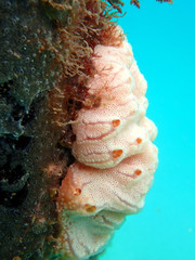 Aplidium opacum