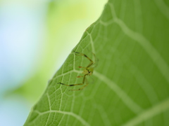 Lyssomanes pauper