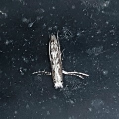 Epicephala trigonophora