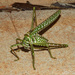Spotted Predatory Katydid - Photo (c) Ethan Beaver, some rights reserved (CC BY-NC)