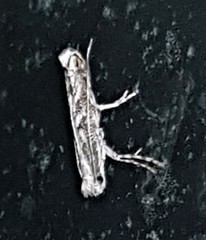 Epicephala trigonophora