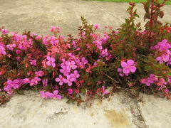 Heterocentron elegans