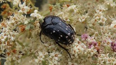 Clinteroides permutans