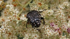 Clinteroides permutans