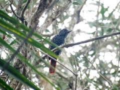 Thamnophilus palliatus