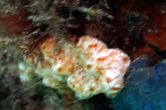 Aplidium opacum