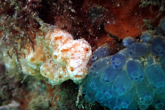 Aplidium opacum