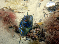 Cochleoceps bicolor
