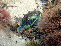Cochleoceps bicolor