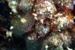 Stolonica australis