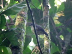 Dysithamnus stictothorax