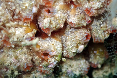 Stolonica australis
