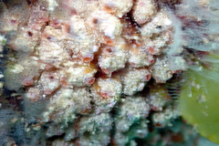 Stolonica australis