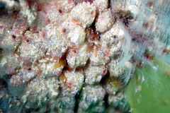 Stolonica australis