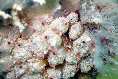 Stolonica australis