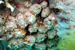 Stolonica australis