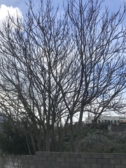 Ailanthus altissima