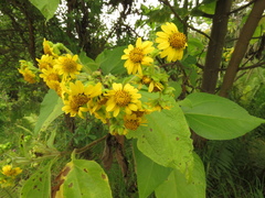 Smallanthus pyramidalis