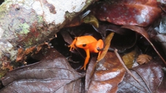 Mantella aurantiaca