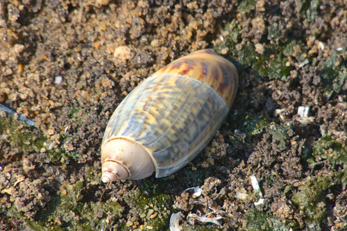 Agaronia gibbosa (Born, 1778)