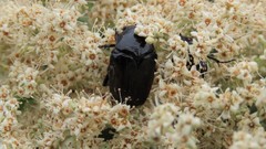 Clinteroides permutans