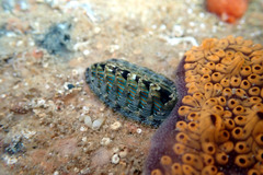 Rhyssoplax diaphora