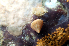 Calliostoma allporti