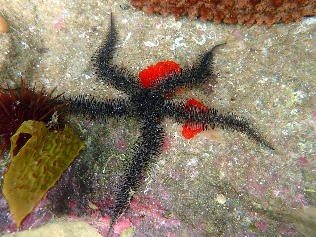Clarkcoma pulchra