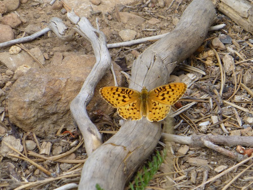 iNaturalist observation photo of Greater Fritillaries