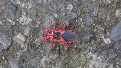 Haematoloecha nigrorufa