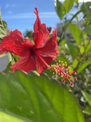 Hibiscus × archeri