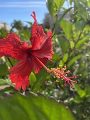 Hibiscus × archeri