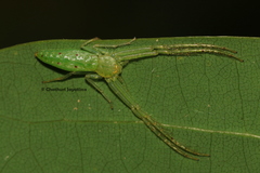 Oxytate subvirens