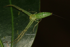 Oxytate subvirens