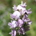 Violet Capegorse - Photo (c) Andrew Massyn, some rights reserved (CC BY-NC), uploaded by Andrew Massyn