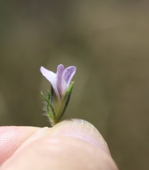 Aspalathus cephalotes violacea