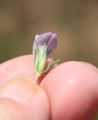 Aspalathus cephalotes violacea