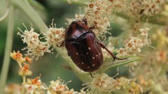 Clinteroides permutans