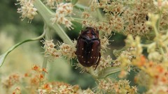 Clinteroides permutans