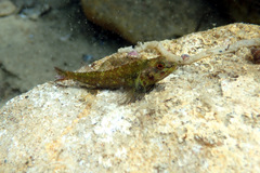 Helcogramma decurrens