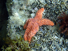 Uniophora granifera